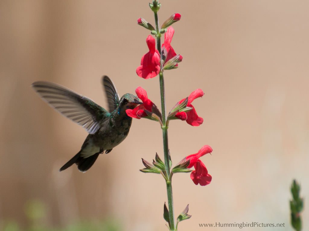A hummingbird feeds from the red flowers of a Salvia plant