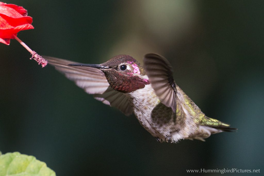 Picture of hummingbird in flight