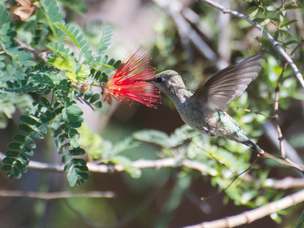 Hummingbird feeds from a red, spiky flower