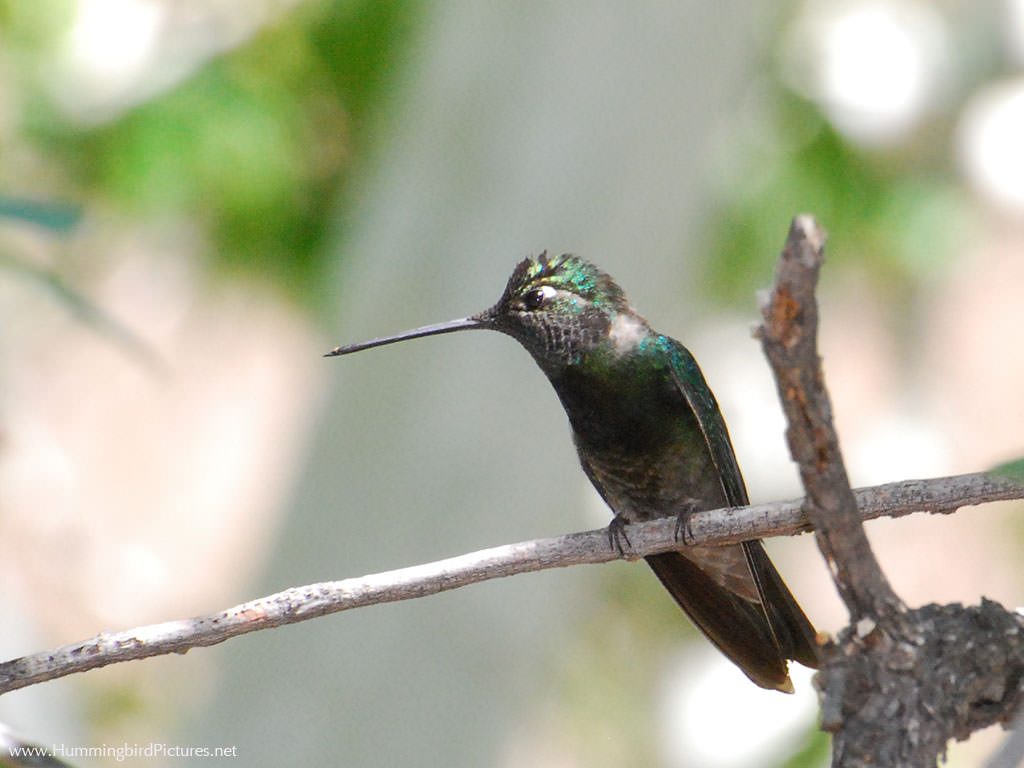 Side view picture of a male Magnificent Hummingbird on his perch