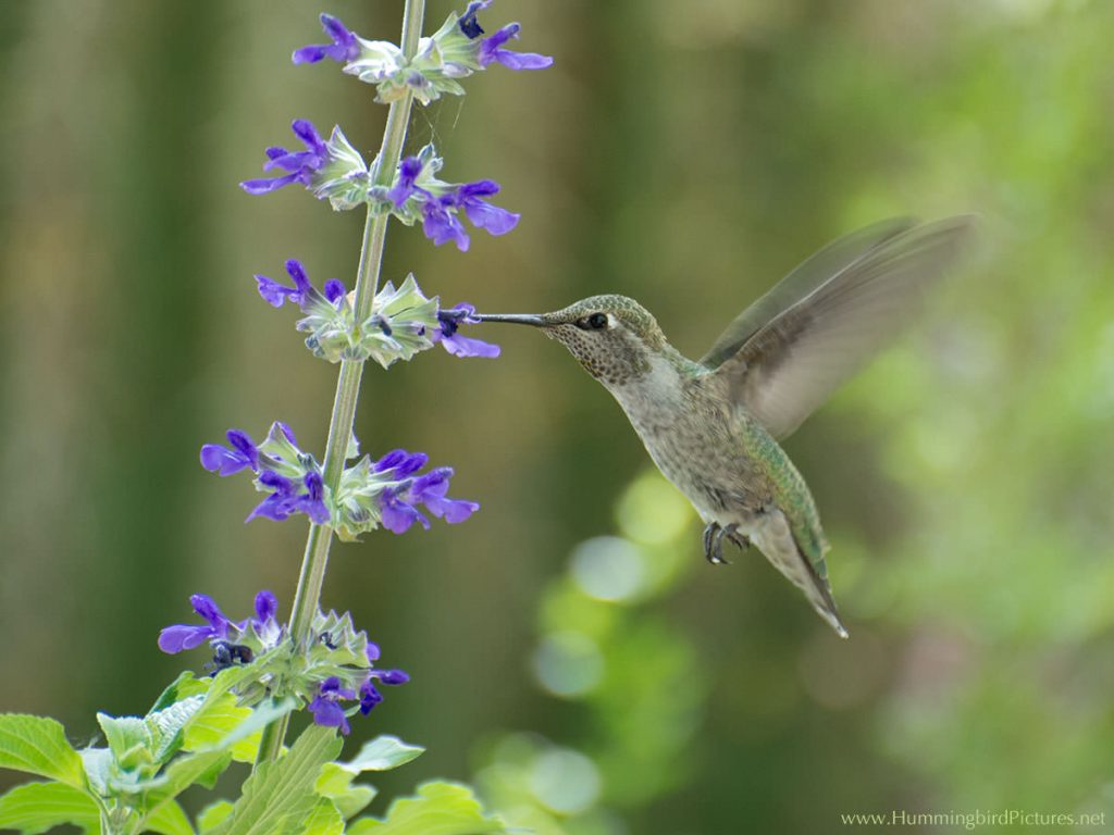 A hummingbird hovers to feed from a stalk of tiny purple Meadow Sage blossoms