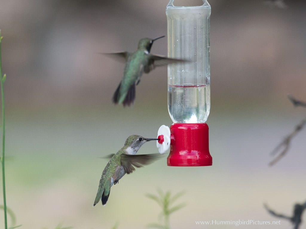A hummingbird feeds from a single port hummingbird feeder while a second hummingbird hovers just above