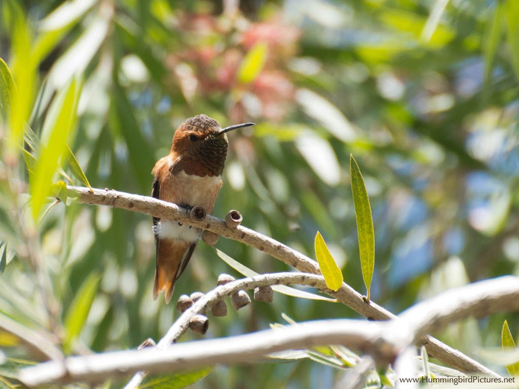 A male Allen's Hummingbird perches amid leaves in a Bottle Brush tree