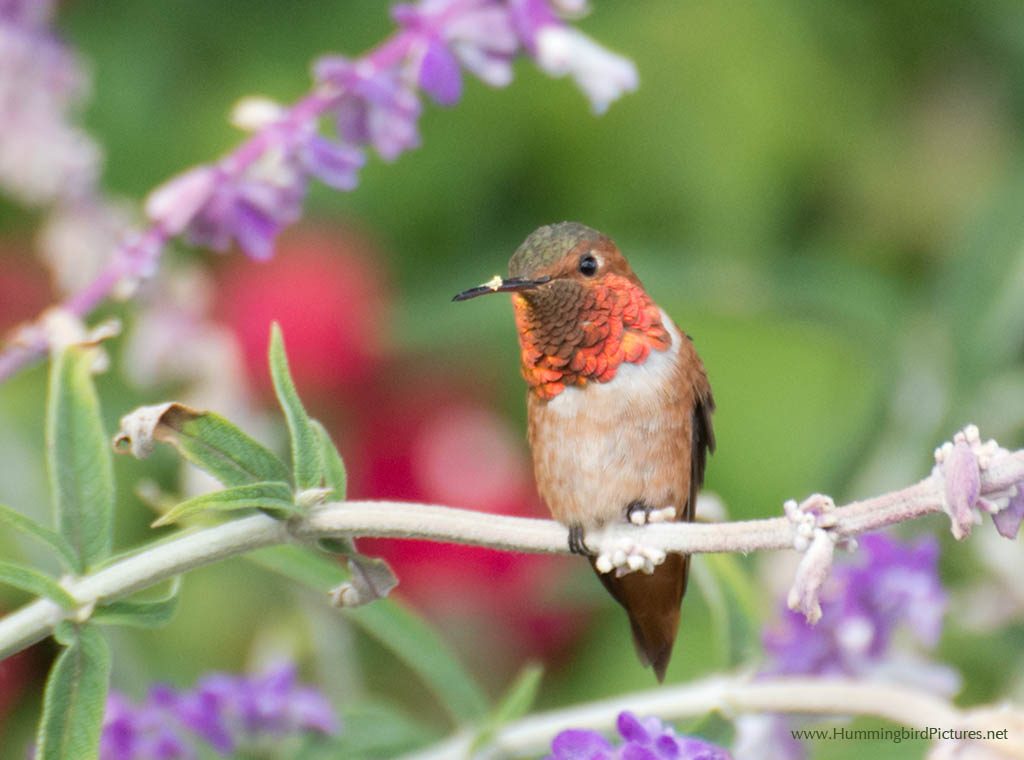 Picture of an Allen's Hummingbird in his flowers