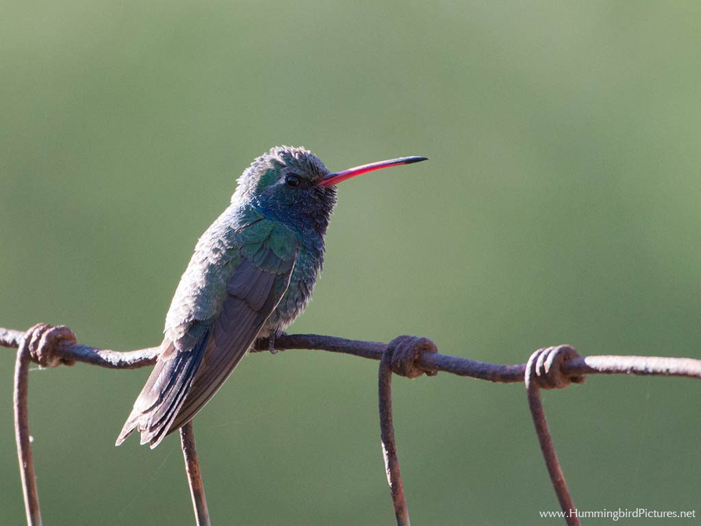 Picture of a Broad-billed Hummingbird with blue-green feathers. A male is perched on a wire fence.