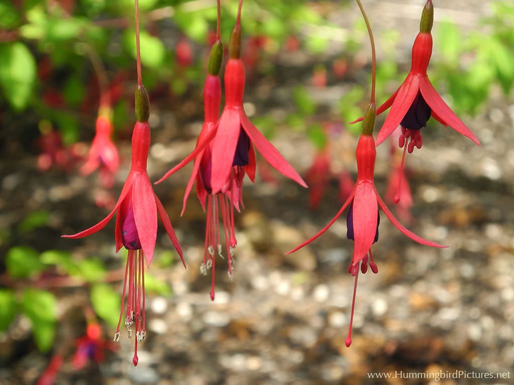 Pink and purple fuschia blossoms hanging down
