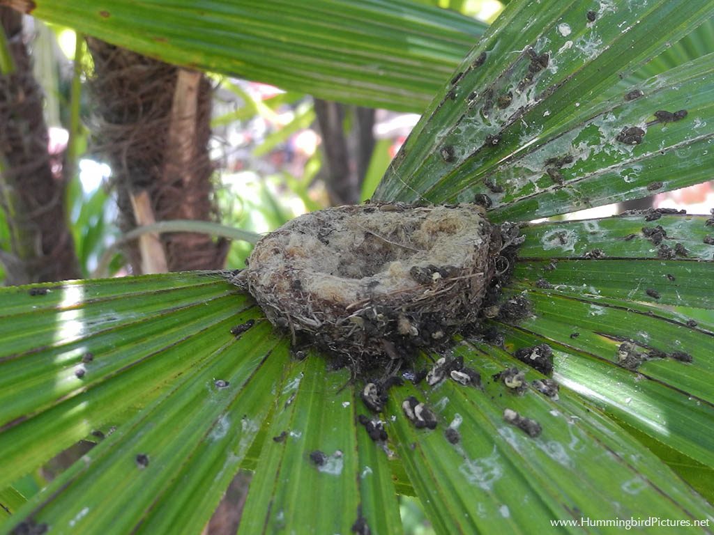 An empty hummingbird nest surrounded by many droppings on the surface of the plant frond