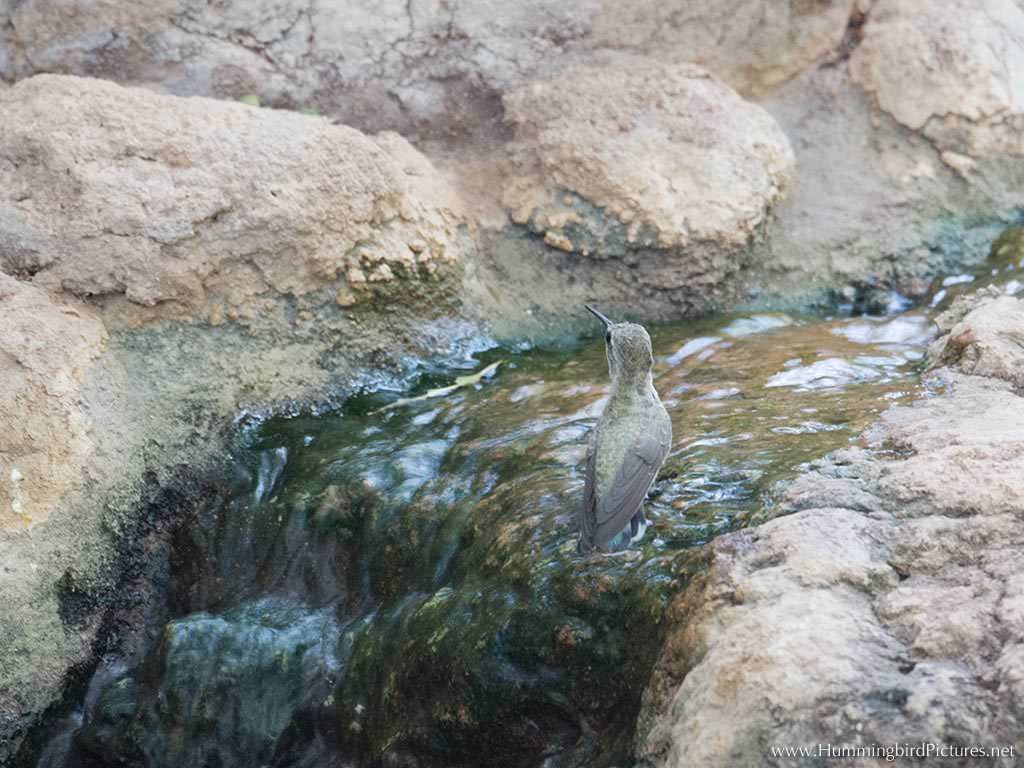 A hummingbird stands in a very shallow stream of water