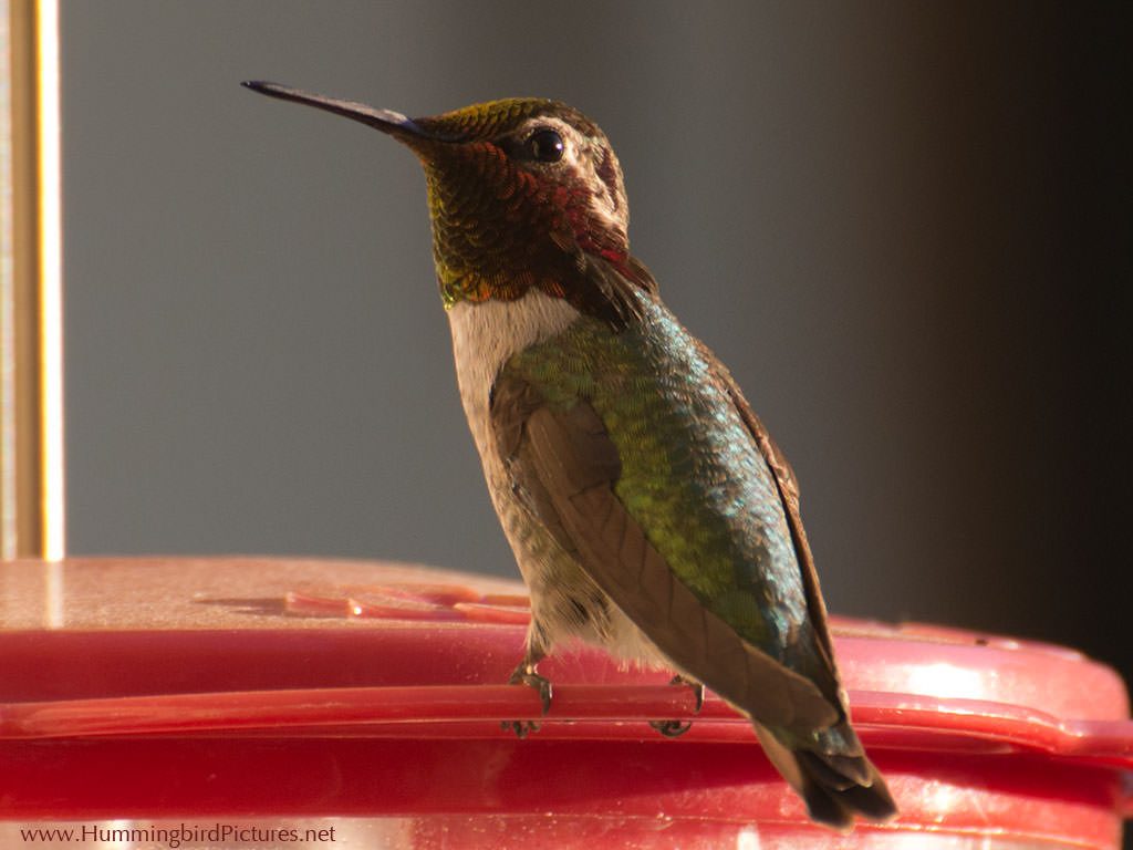 A close up picture of a male Anna's Hummingbird perched on a feeder. His hood and gorget look reddish black in the golden evening light