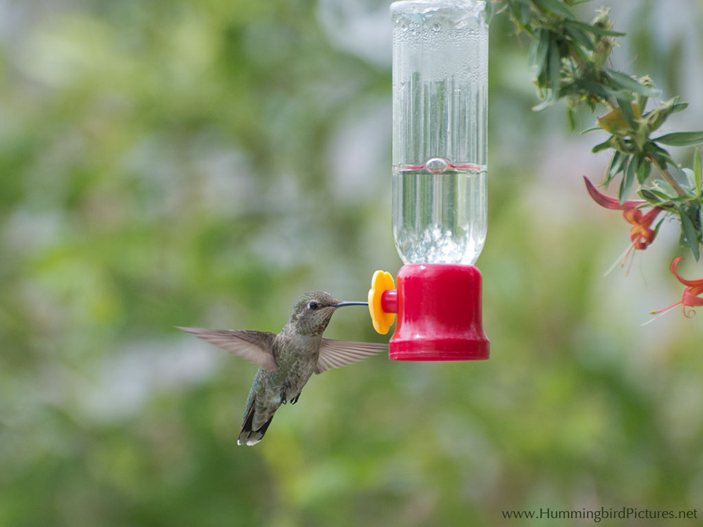 single feed hummingbird feeder