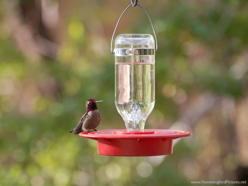 A plump male Anna's Hummingbird sits on the base of a small bottle-style hummingbird feeder