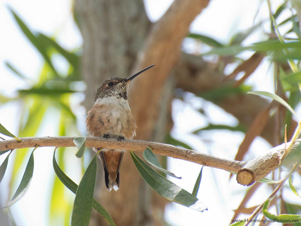 Picture of a young Allen's Hummingbird perching on a small branch