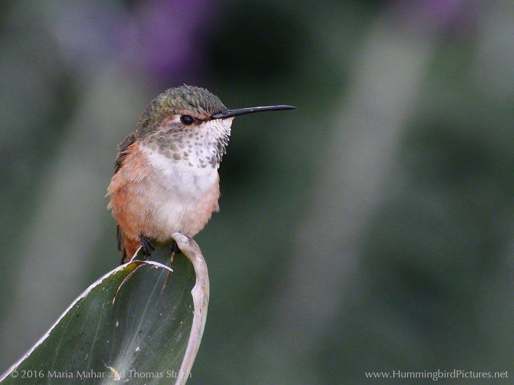 A female hummingbird perches on a dark green leaf. Allen's Hummingbirds remain in the U.S. year round.