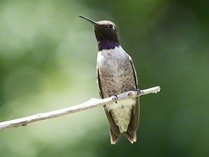 A male Black-chinned Hummingbird perches on a twig against a green background