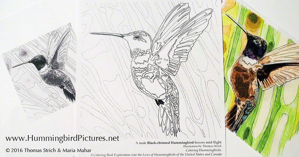 Black-chinned Hummingbird Coloring Page before and after coloring, with grayscale