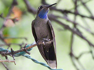 A Blue-throated Hummingbird perches with his blue gorget visible