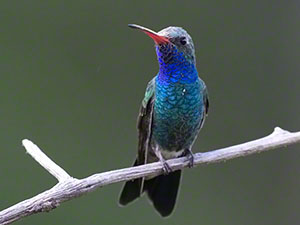 A blue-green male Broad-billed Hummingbird perches on a twig