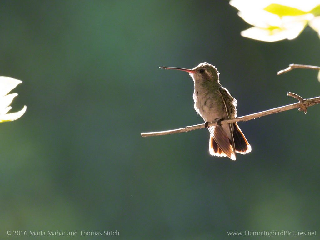 A female Broad-billed Hummingbird is outlined in morning light as she perches