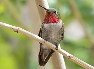 A male Broad-tailed Hummingbird with his bright magenta gorget visible