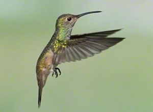 A Buff-bellied Hummingbird hovers against a green background