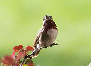 The small Calliope Hummingbird perches on a thin twig