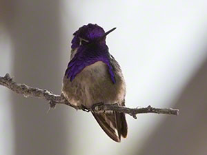 A male Costa's Hummingbird with his purple hood and gorget visible perches against a pale background