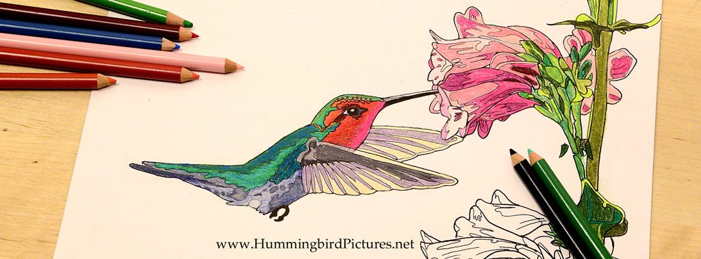 Hummingbirds Coloring Pages from Coloring Hummingbirds - Anna's Hummingbird at Penstemon