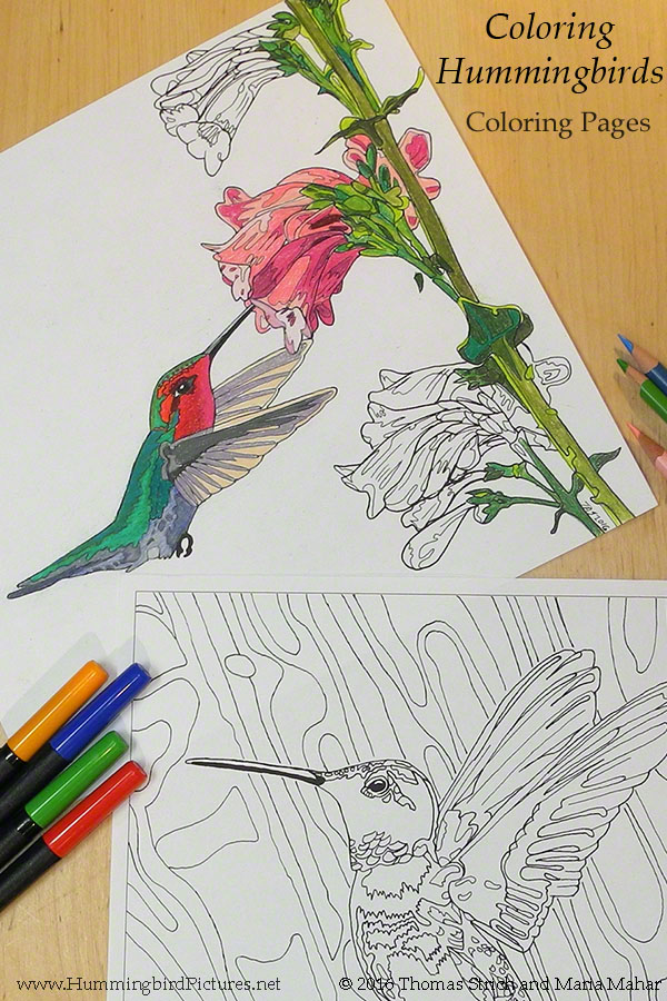 Two hummingbird coloring pages from Coloring Hummingbirds, pens, and color pencils