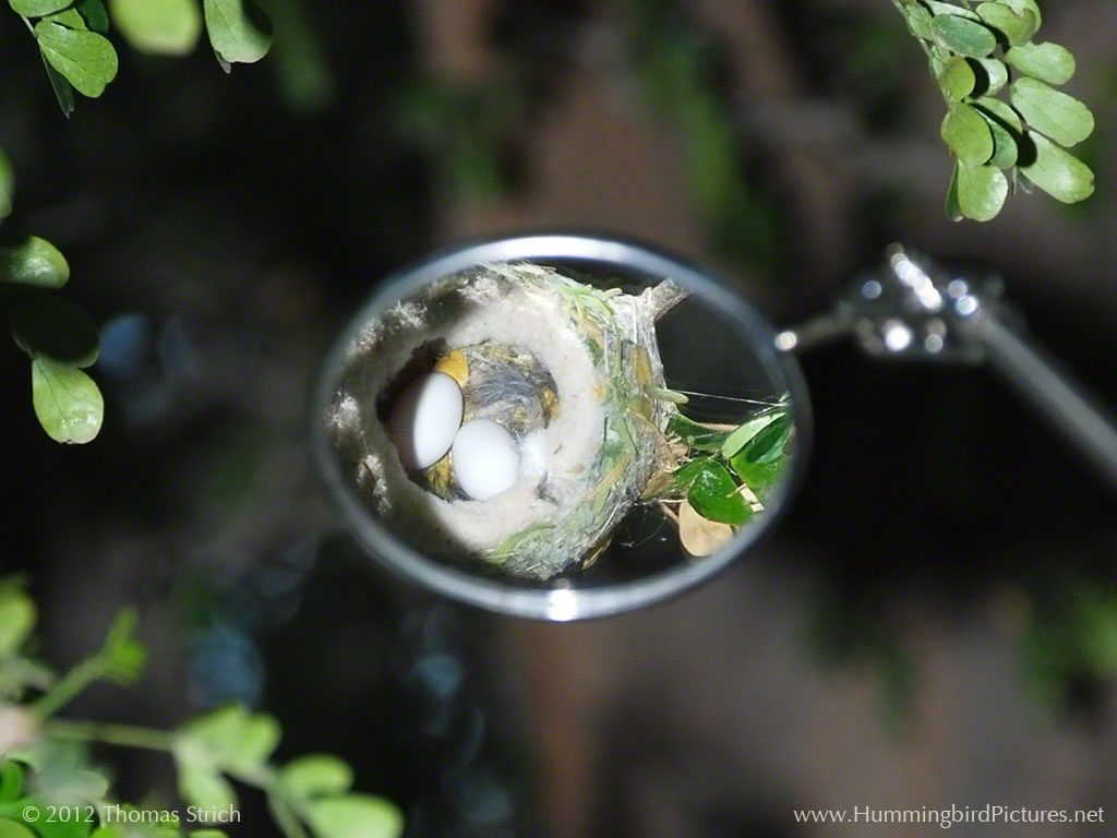 Picture of two Anna's Hummingbird eggs reflected in mirror held above nest