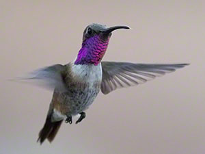 Male Lucifer Hummingbird hovers with purple gorget visible
