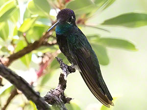 Magnificent Hummingbird, one of the largest hummingbirds in the United States, perches with some of his aqua gorget visible
