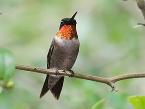 A male Ruby-throated Hummingbird show his red gorget.