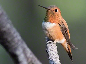 A Rufous Hummingbird perches with his rusty orange gorget and visible