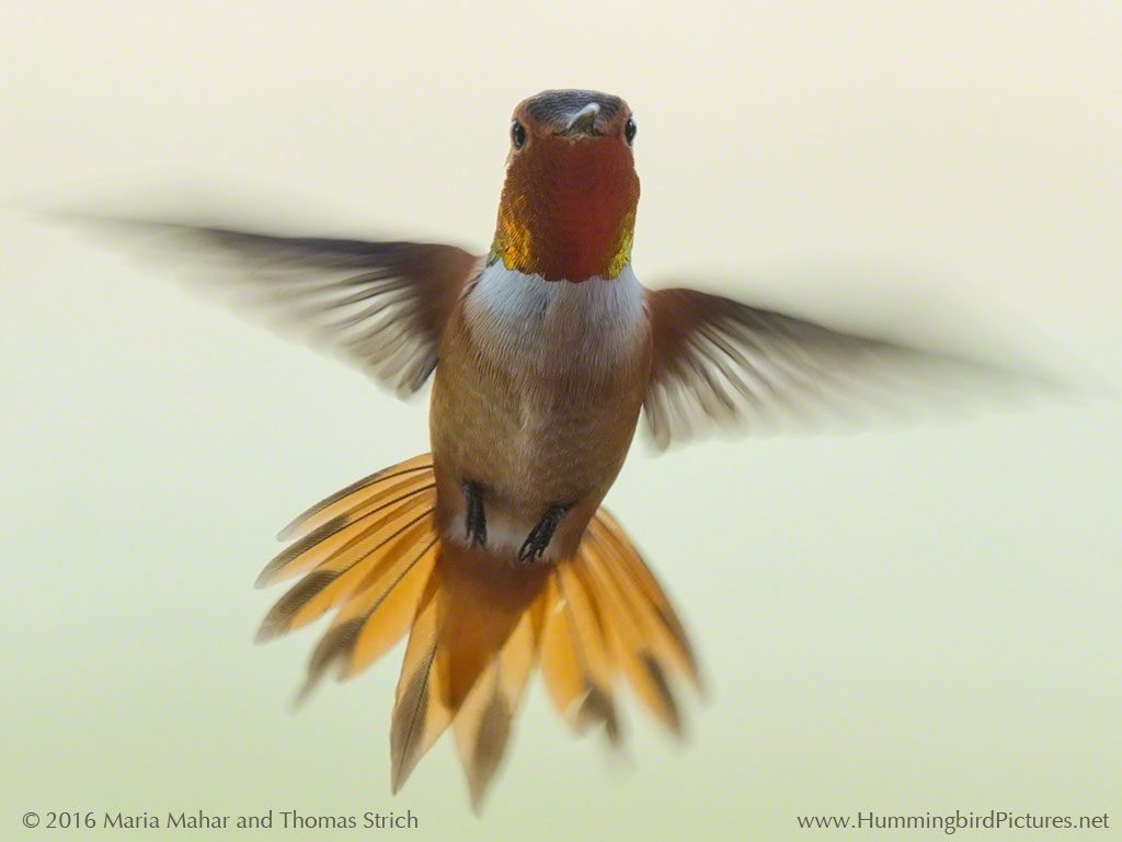 A male Rufous Hummingbird shows his bright orange gorget as he hovers on a pale background