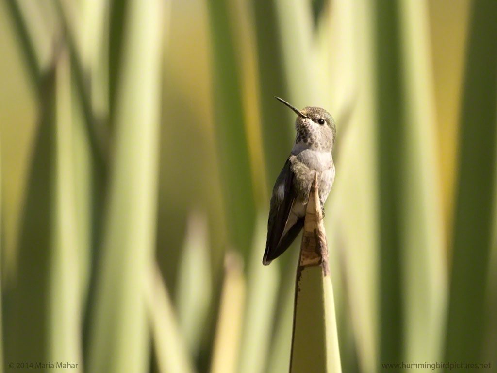 An Anna's Hummingbird perches on the sharp point of an agave at the Desert Botanical Garden. The background is a light green of the agave.