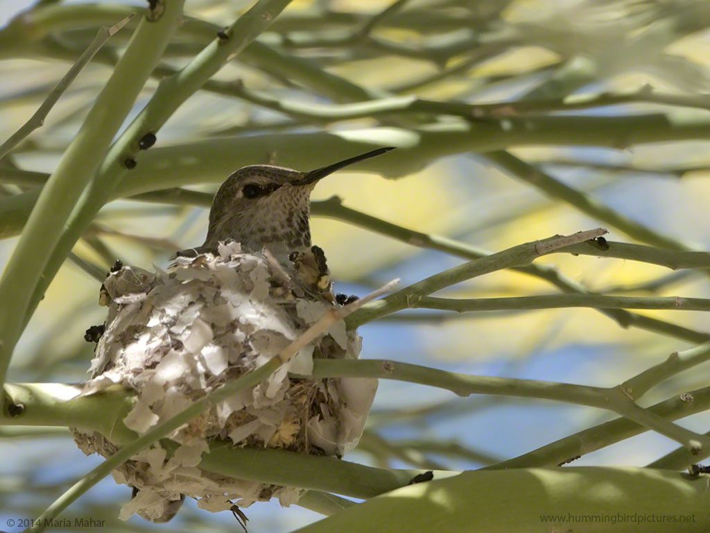 Close up picture of a hummingbird sitting her nest amidst twigs at the Desert Botanical Garden