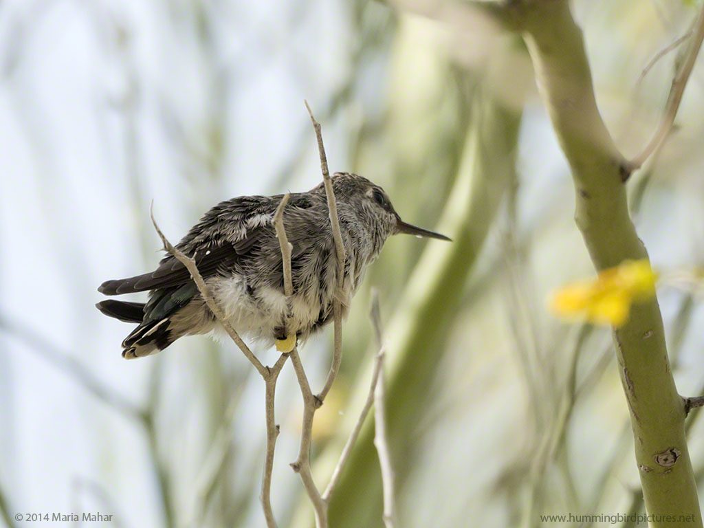 Picture from below and to the side of a fledgling hummingbird perches on a small twig