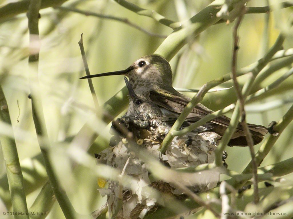 Picture of a hummingbird baby in the nest looks up toward its mother as she perches on the nest