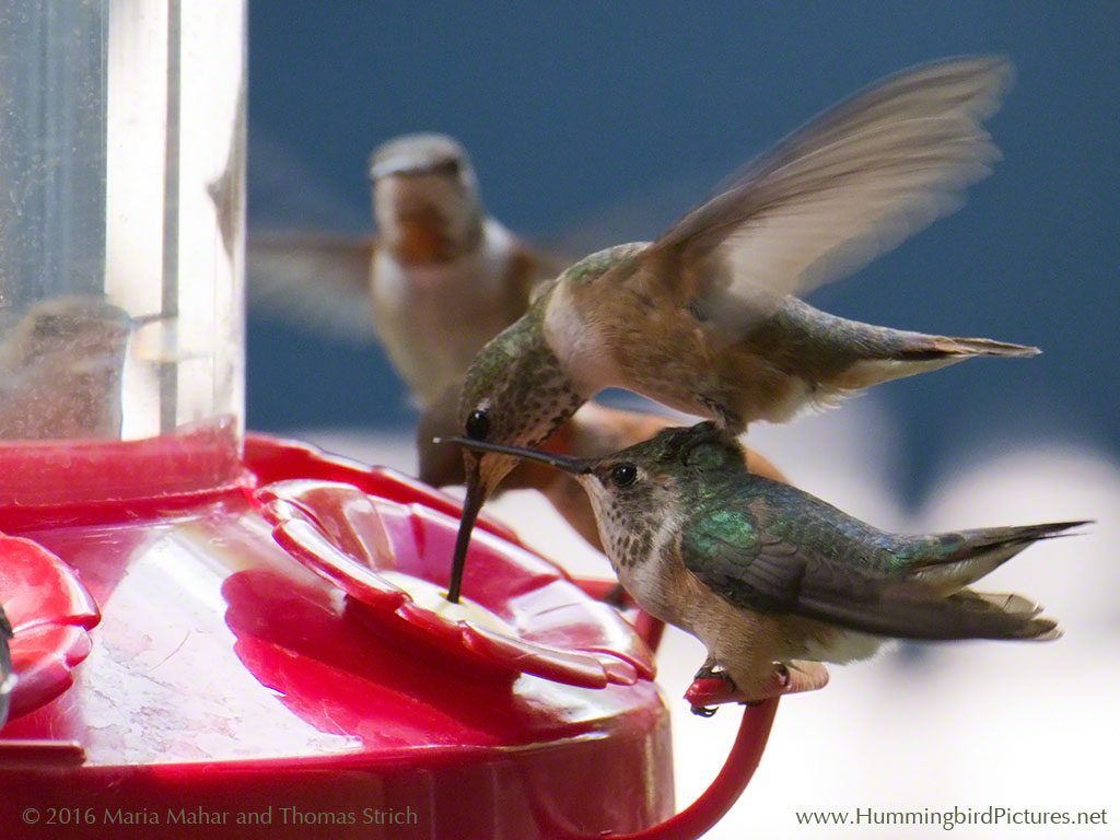 Hummingbird can't wait for its turn at the feeder and balances on the head of another bird to reach a port