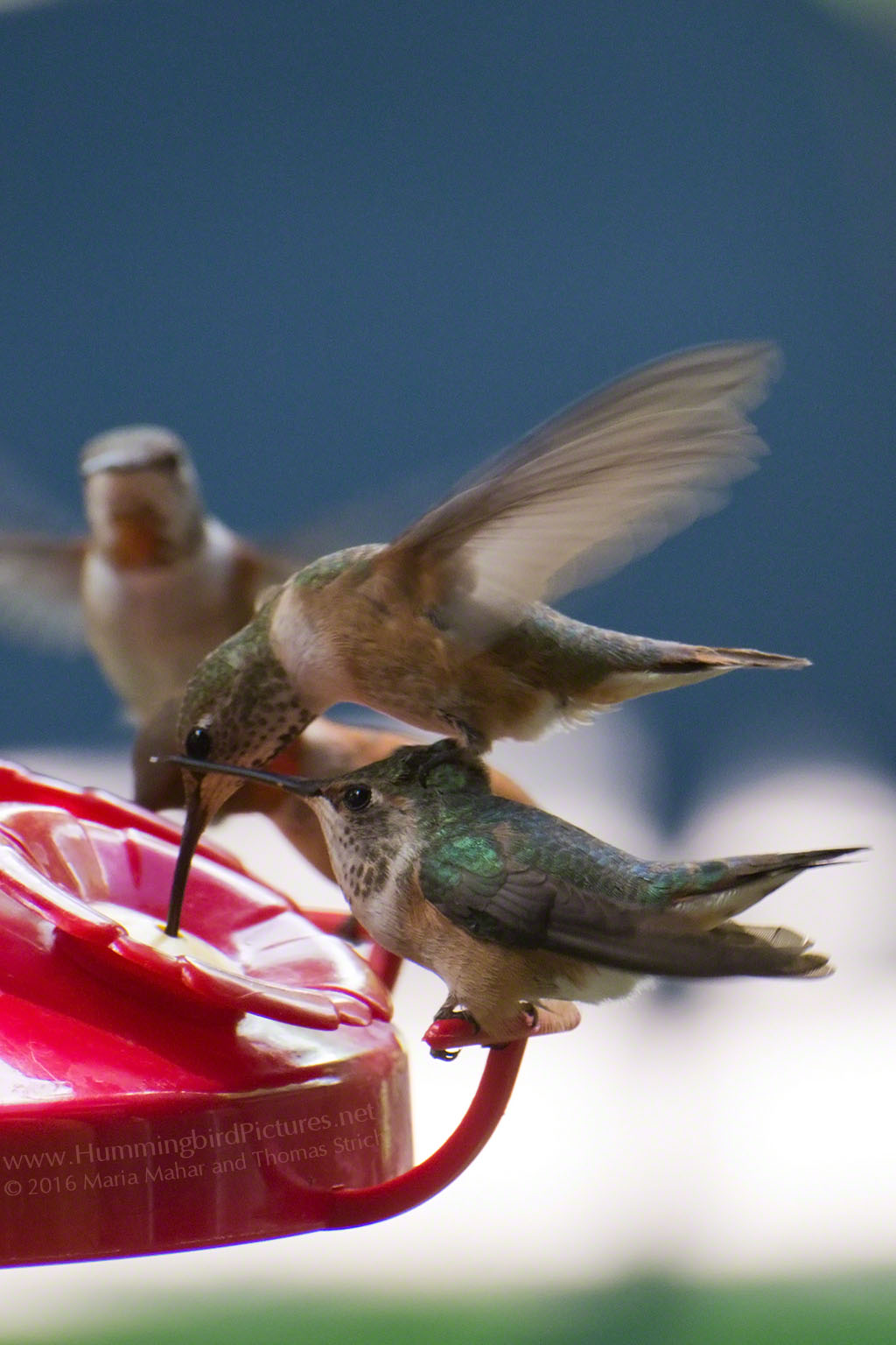 A perched hummingbird crouches while a hovering hummingbird balances on its head to reach the feeder