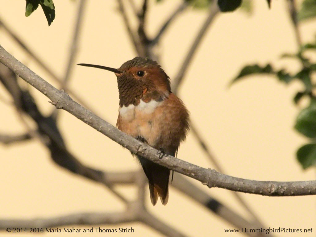 A male Allen's Hummingbird sits on a perch, looking to the side