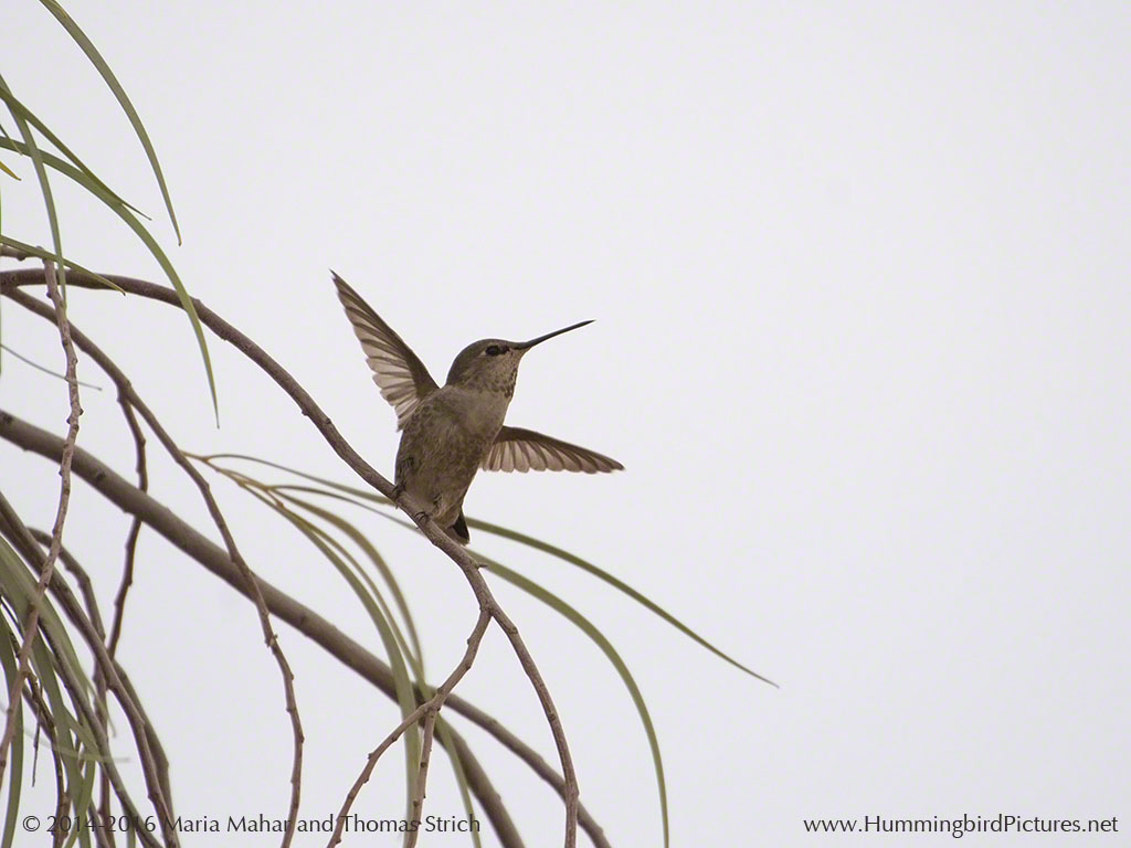Hummingbird ready to take off