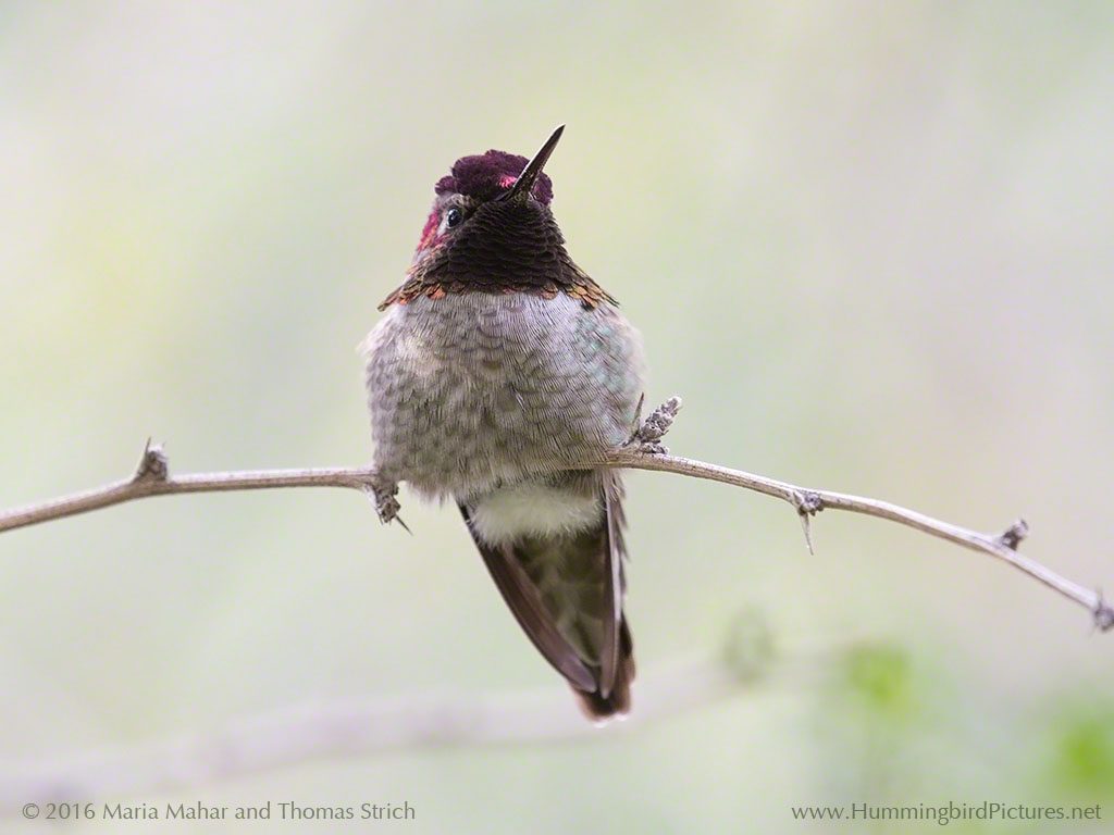 A cold hummingbird fluffs up its feathers as it perches
