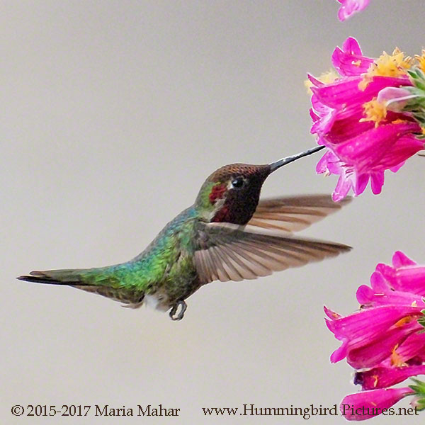 Male Anna's Hummingbird picture