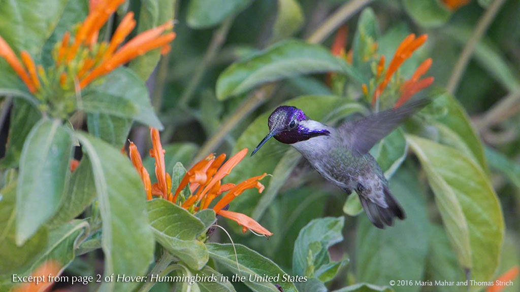 A male Costa's Hummingbird feeds at orange tubular flowers
