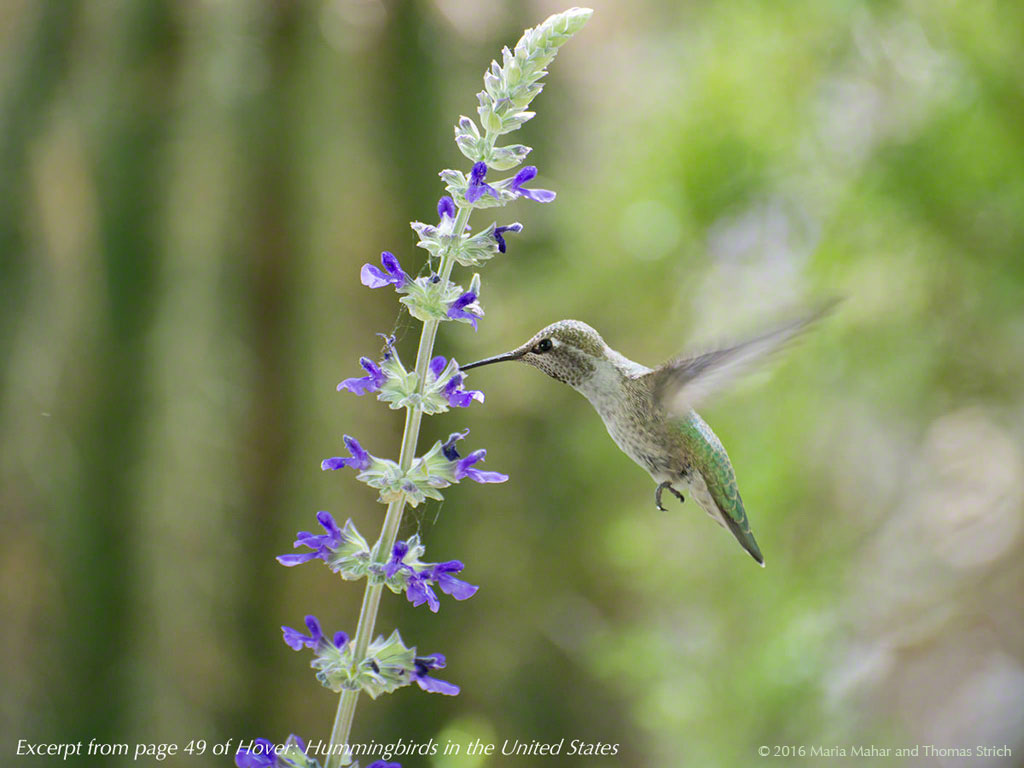 Excerpt from the interactive hummingbird, this photo shows a hummingbird at a stalk of small purple flowers