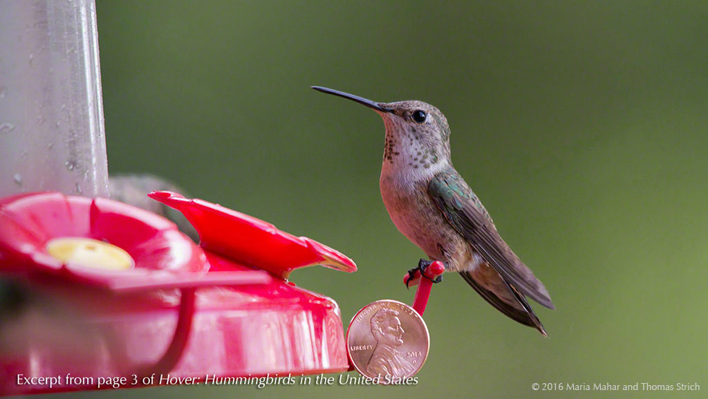 A hummingbird perches ona feeder with a penny taped on the feeder perch for size comparison