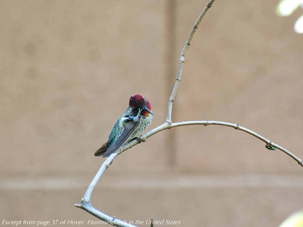 A hummingbird perches on a twig, holding on with one foot while it scratches its bill with the other foot