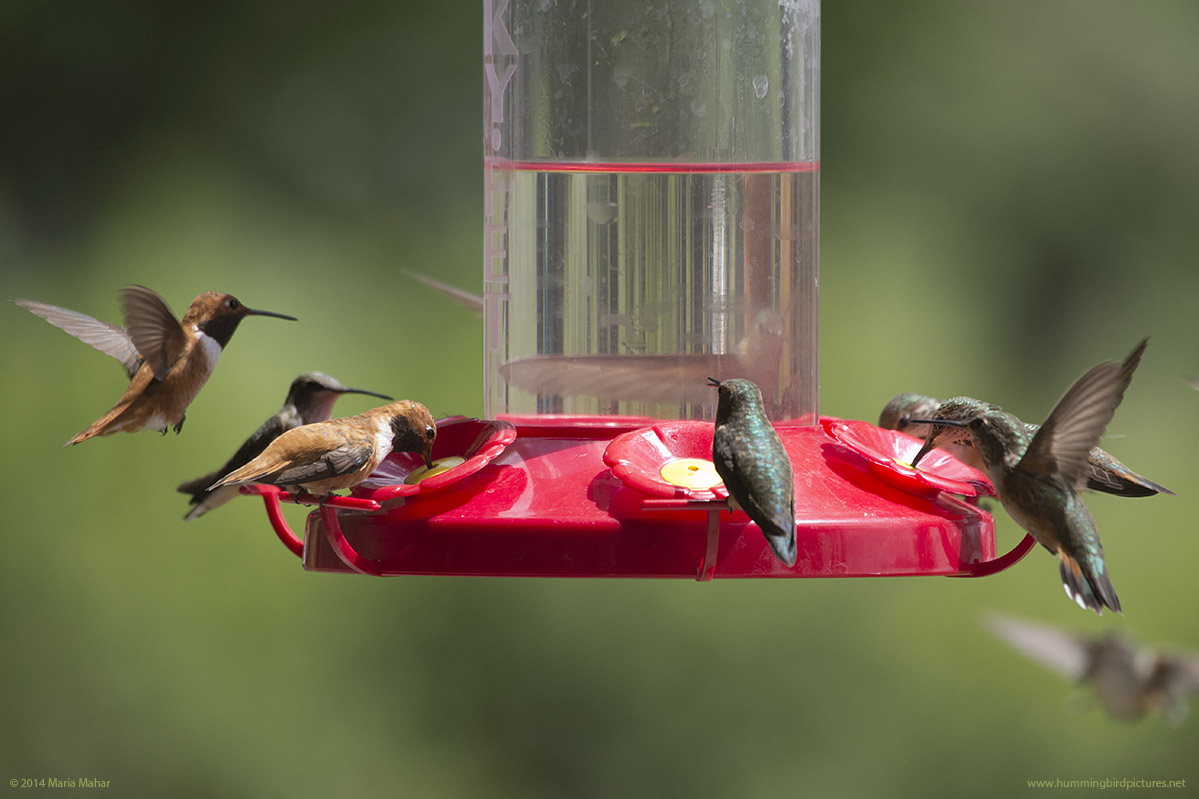 Hummingbird Migration across Western U.S.